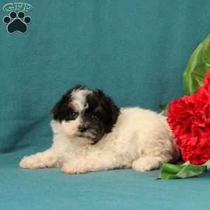 Moana, Toy Poodle Puppy